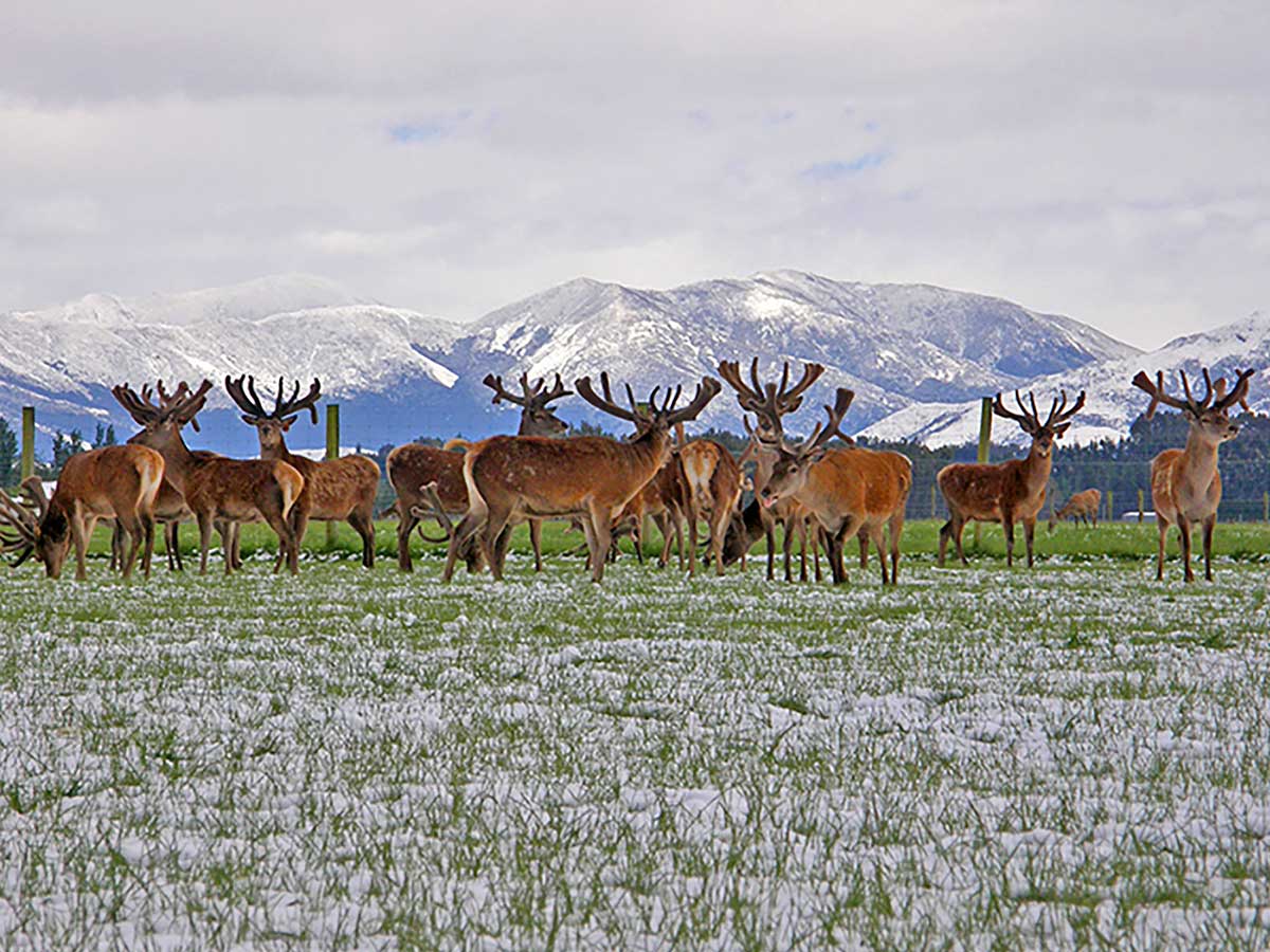 艾萃鹿庄草喂养鹿天鹅绒在冬天