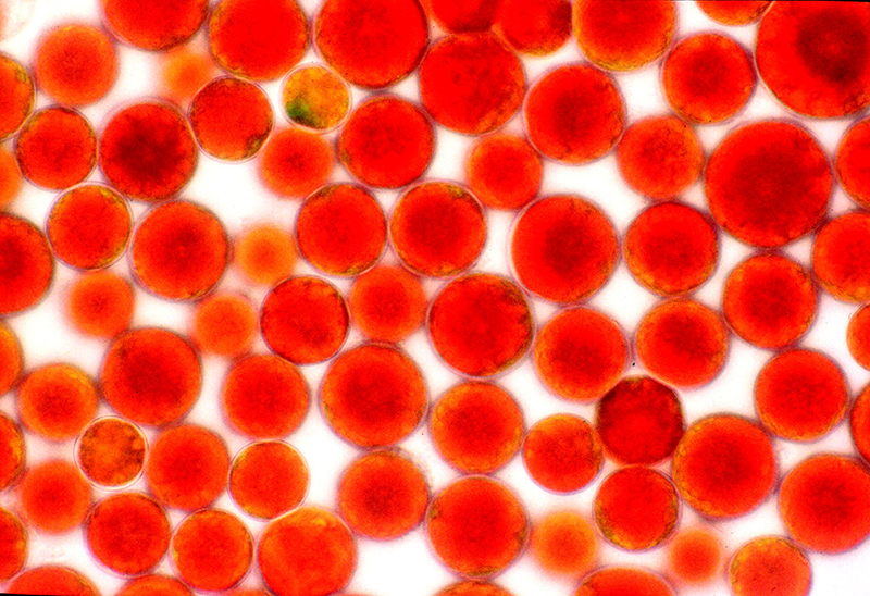 AstaReal ™ - 天然虾青素在显微镜下观察