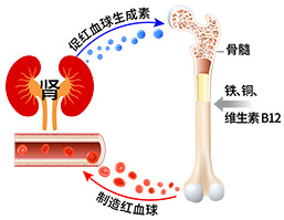 血液将营养物质、激素和蛋白质输送到细胞中,并带走细胞中的废物。肾分秘「促红血球生成素」,来刺激骨髓加速生产红细胞和血红蛋白。所以增强肾健康,全身功能就能够得到改善。
