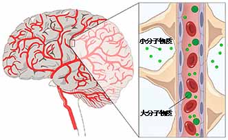 「鹿茸+虾青素」 的活性营养成分,可以穿透血脑屏障,为大脑提供细胞再生和运作所必需的营养物质!
