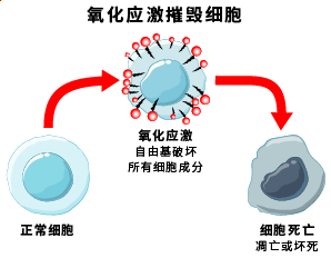 氧化应激摧毁细胞自由基破坏所有细胞成分