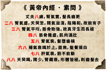 肾: 掌控生命阶段、生殖能力与健康