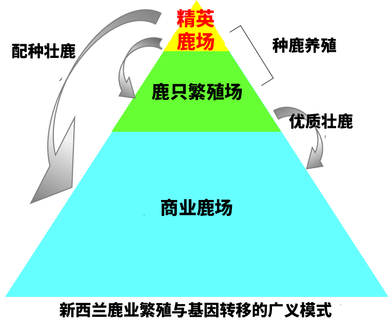 艾萃精英鹿场鹿庄，新西兰鹿业繁殖与基因转移的广义模式