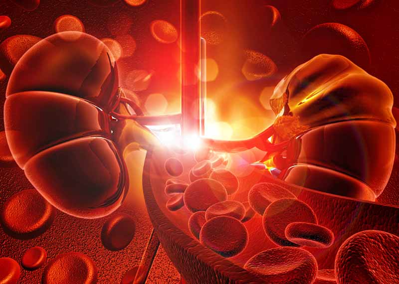 科学证实，肾脏产生「促红细胞生成素」，来促使骨髓产生红血球、增强血液的容量、循环和带氧能力，将氧气和养分运送至全身。证实了解古医籍中「肾之精，并注于骨而为髓」， 「骨髓坚固，气血随从」的说法。