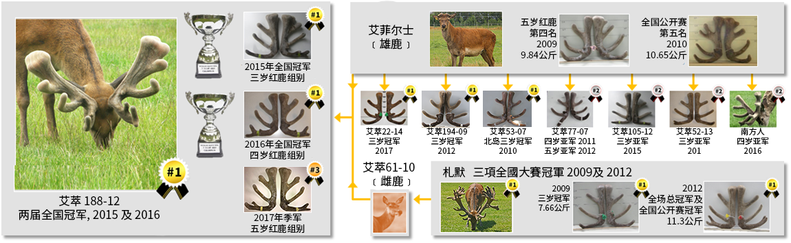 艾萃®188-12，是新西兰全国鹿茸大赛两届冠军，分别于2015年的三岁红鹿组别及2016年的四岁红鹿组别胜出。在2017年，亦荣获得五岁红鹿组别的季军。