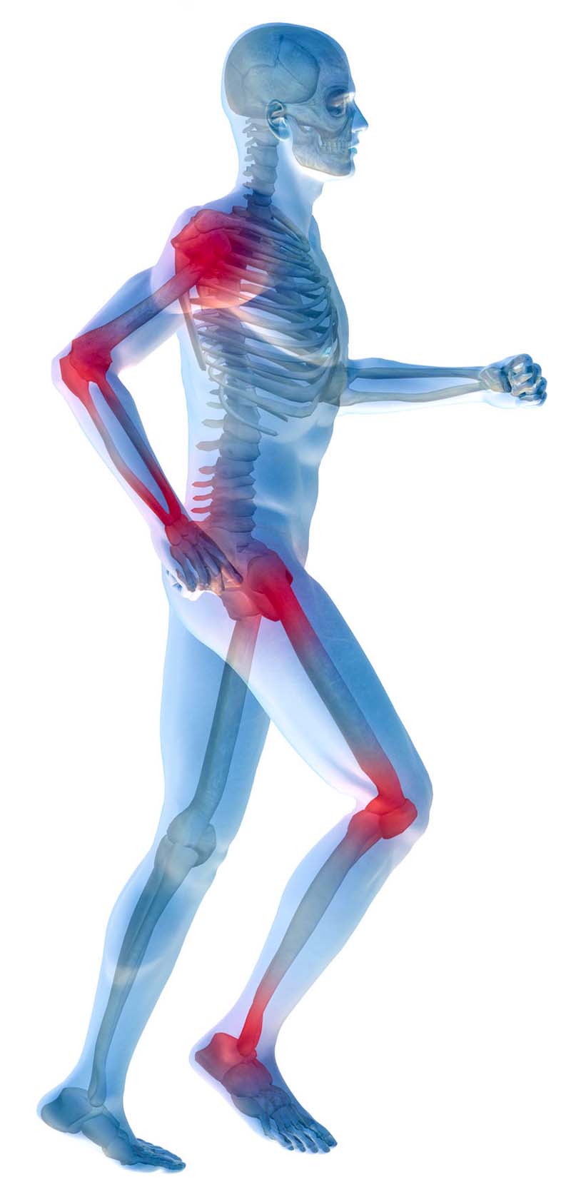 鹿茸与筋骨关节健康