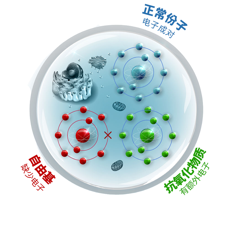 分子类型的解释，正常分子，自由基和抗氧化分子关于虾青素关节炎的优势