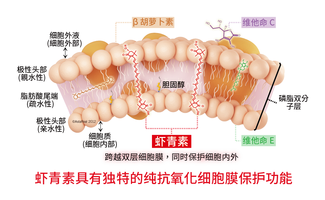 AstaReal™ 虾青素具有独特的纯抗氧化细胞膜保护功能