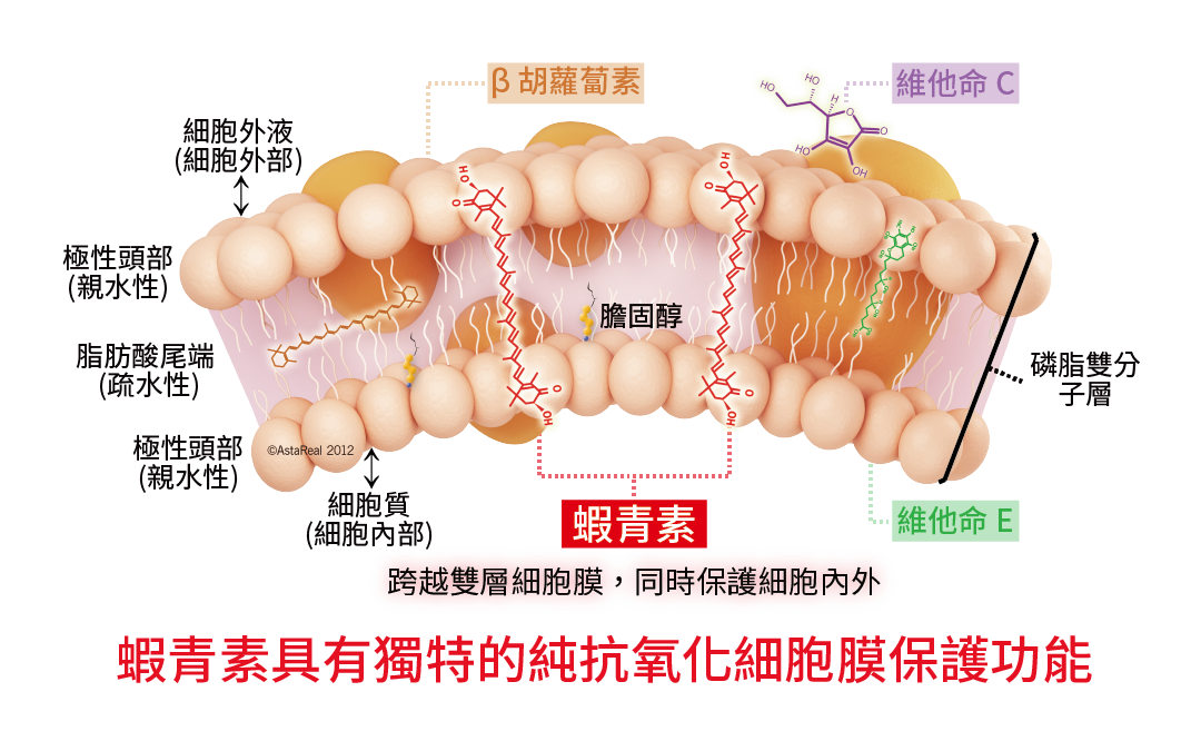 AstaReal ™ 蝦青素具有獨特的純抗氧化細胞膜保護功能