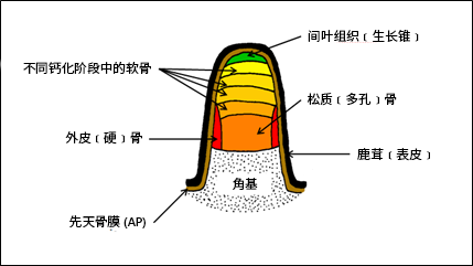 鹿茸的生长阶段（角基横切面）